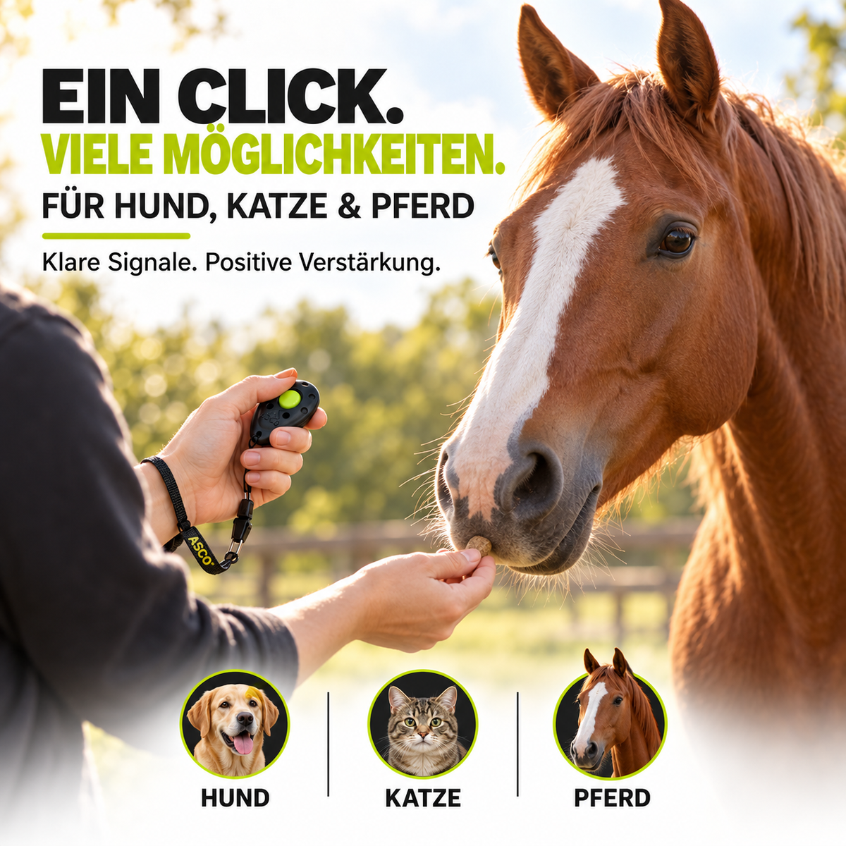Premium Clicker für Hunde & Katzen – Profi Clicker für Clickertraining | ASCO
