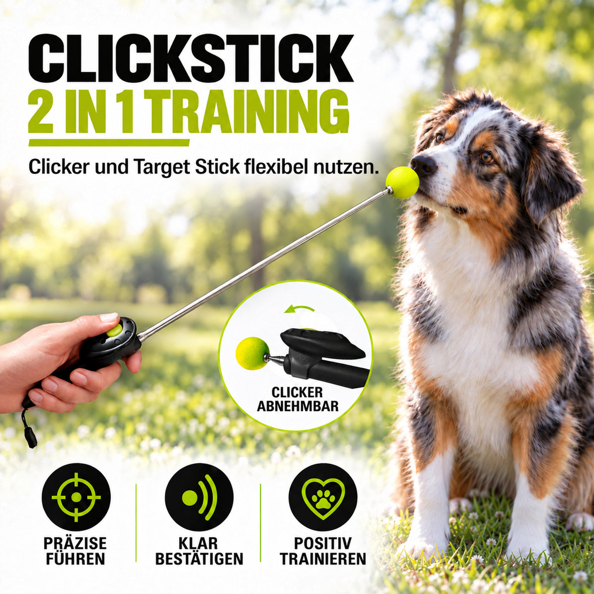 ClickStick für Hunde & Katzen – Target Stick mit abnehmbarem Clicker | ASCO