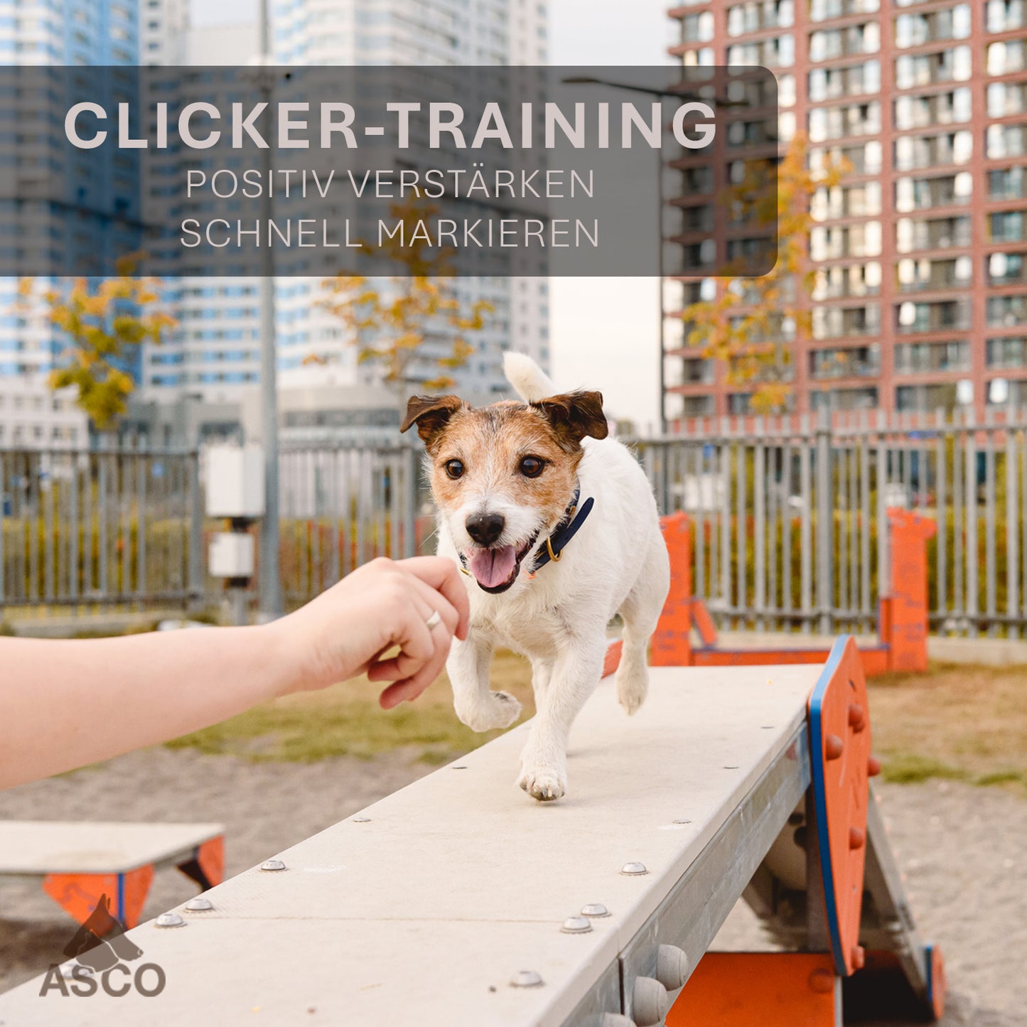 ASCO Premium Clicker, Finger Clicker für Clickertraining, Hunde Katzen Pferde Profi Clicker, Hundetraining Klicker